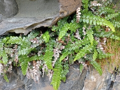 Blechnum blechnoides