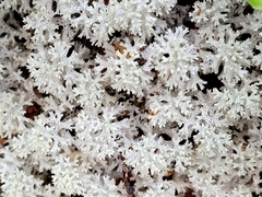 Pulchrocladia retipora