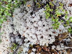 Pulchrocladia retipora