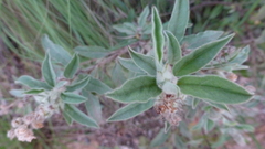 Croton serratifolius