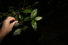 Cleistanthus cunninghamii