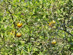 Citrus paridisi