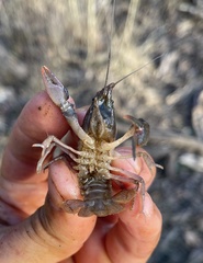 Cambarus latimanus