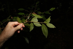 Cleistanthus cunninghamii