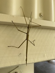 Tropidoderus childrenii