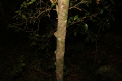 Cleistanthus cunninghamii