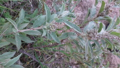 Croton serratifolius