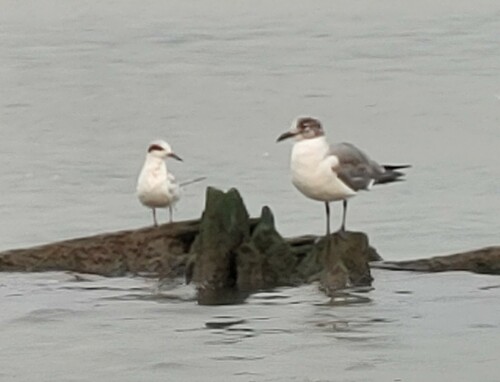 iNaturalist observation 2021-08-29