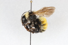 Bombus borealis
