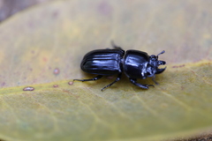 Figulus laevipennis
