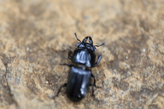 Figulus laevipennis