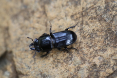 Figulus laevipennis