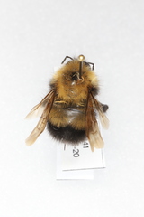 Bombus perplexus