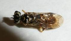 Onycholyda luteicornis