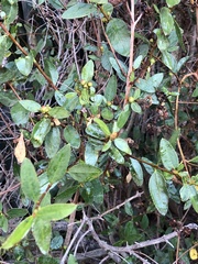 Colliguaja odorifera