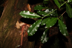 Baloghia inophylla