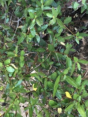 Colliguaja odorifera