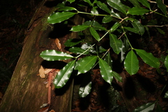 Baloghia inophylla