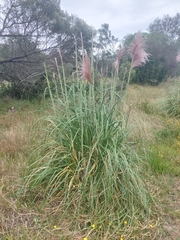 Cortaderia jubata