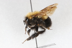 Bombus perplexus