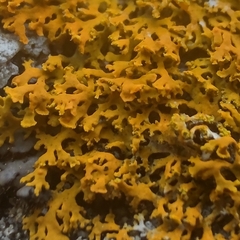 Xanthomendoza