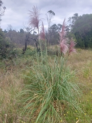 Cortaderia jubata