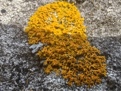 Xanthomendoza