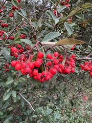 Cotoneaster coriaceus