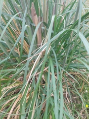 Cortaderia jubata
