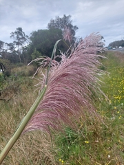 Cortaderia jubata