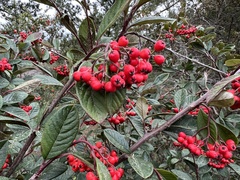 Cotoneaster coriaceus