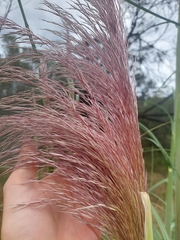 Cortaderia jubata