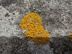 Xanthomendoza