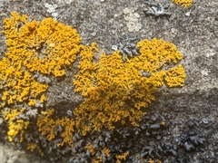 Xanthomendoza
