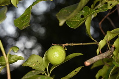 Melodinus suaveolens