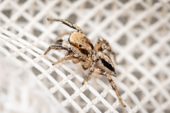 Habronattus