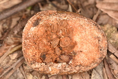 Melodinus suaveolens