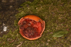 Melodinus suaveolens