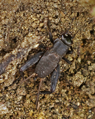 Gryllus veletis
