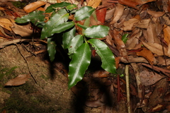 Melodinus australis