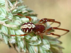 Phonognatha graeffei