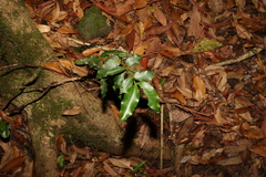Melodinus australis