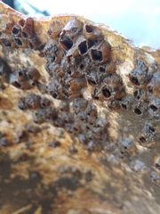 Amphibalanus amphitrite