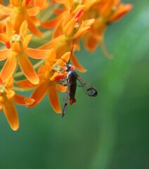 Synanthedon acerrubri