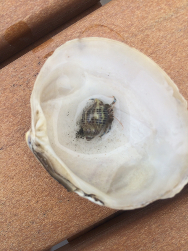 Acanthinucella spirata