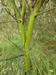 Acacia iteaphylla