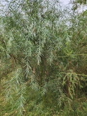 Acacia iteaphylla