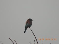 Coracias benghalensis