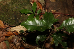 Pseudoweinmannia lachnocarpa