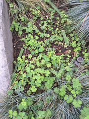 Oxalis corniculata